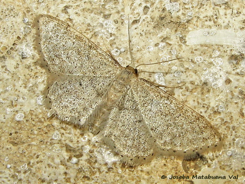 Idaea cfr. sylvestraria - Geometridae